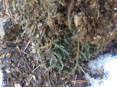 Selaginella weatherbiana
