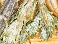 Selaginella underwoodii