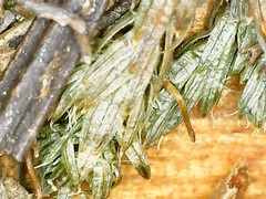 Selaginella underwoodii