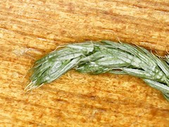 Selaginella underwoodii