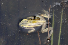 Hyperolius nasutus