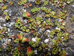 Gaultheria nubicola