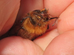 Pleocoma dubitabilis dubitabilis