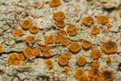 Brigantiaea leucoxantha