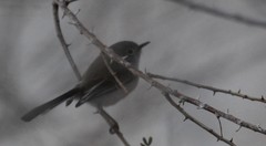 Polioptila melanura