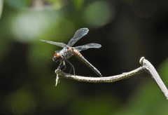 Brachydiplax duivenbodei