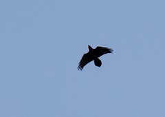 Corvus corax kamtschaticus