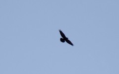 Corvus corax kamtschaticus