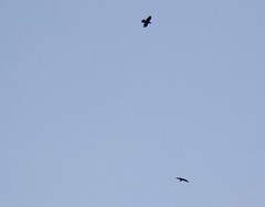 Corvus corax kamtschaticus
