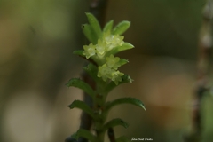 Fernandezia