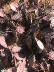 Opuntia gosseliniana