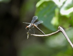 Brachydiplax duivenbodei