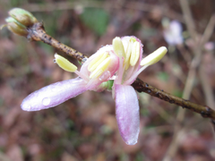 Lonicera harae