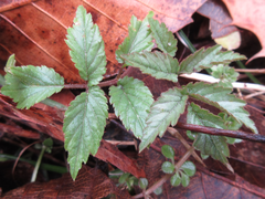 Cardamine leucantha