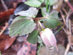 Anemonoides raddeana