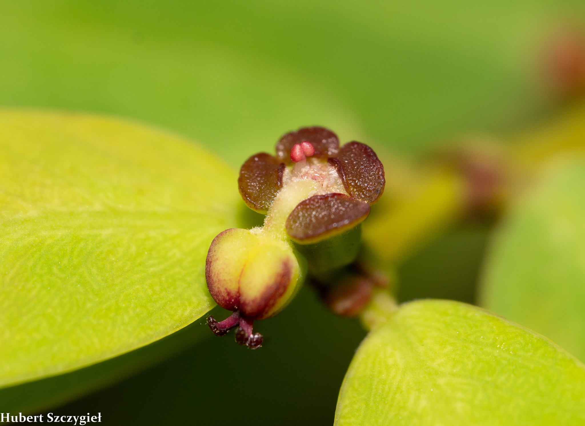 Euphorbia multiformis