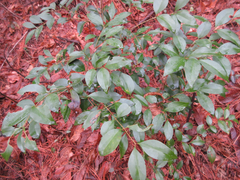Ligustrum japonicum