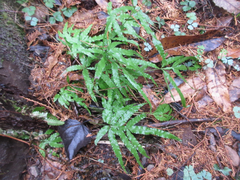 Pteris multifida