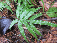 Pteris multifida