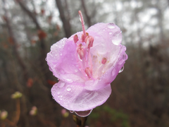 Rhododendron mucronulatum