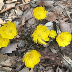 Adonis amurensis