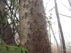 Populus tomentiglandulosa
