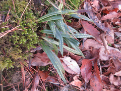 Lepisorus thunbergianus