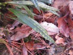 Lepisorus thunbergianus