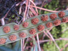 Lepisorus thunbergianus