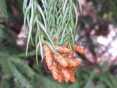 Cryptomeria japonica