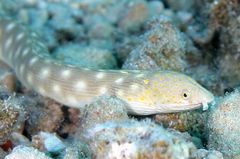 Sharptail Eel photo 2