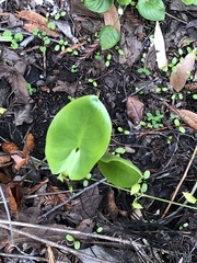 Zantedeschia aethiopica