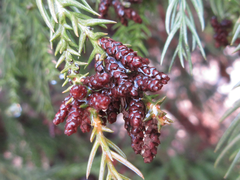 Cryptomeria japonica