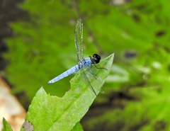 Brachydiplax duivenbodei