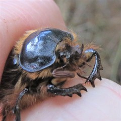 Pleocoma dubitabilis dubitabilis