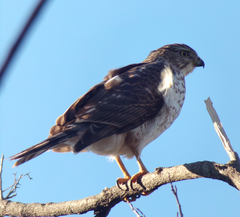 Accipiter cooperii