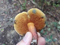 Xerocomellus ripariellus