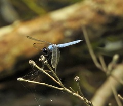 Brachydiplax duivenbodei