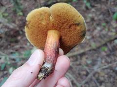 Xerocomellus ripariellus