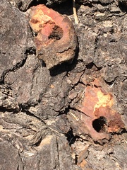 Dendroctonus