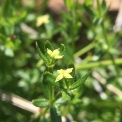 Galium porrigens porrigens