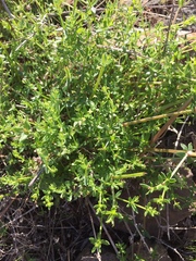 Galium porrigens porrigens