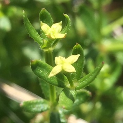 Galium porrigens porrigens