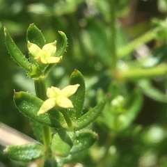 Galium porrigens porrigens