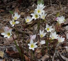 Zephyranthes primulina