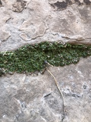 Lunularia cruciata