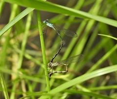 Indolestes tenuissimus