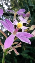 Epidendrum arachnoglossum