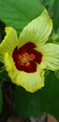 Hibiscus surattensis