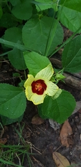 Hibiscus surattensis